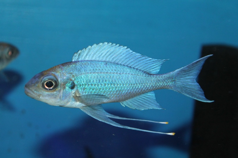 Ophthalmotilapia ventralis 'Kasanga'